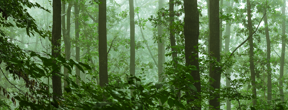 Undurraga y Roca - Como crear una cooperativa